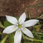 Ornithogalum umbellatumFlower