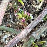 Polygonum arenastrum Çiçek