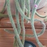 Aporocactus flagelliformis Blad