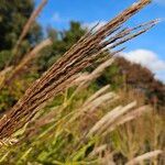 Miscanthus sinensisFruit