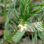 Lomandra obliqua Flor