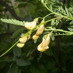 Sesbania herbacea Fruto