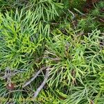 Lycopodium × zeilleri Elinympäristö