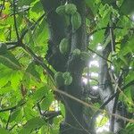 Theobroma cacao Fruit