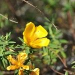Hypericum lanceolatum Flower