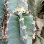 Cereus jamacaru Лист