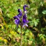 Aconitum napellusЦвят