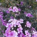 Tibouchina granulosa Lorea