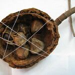 Tontelea attenuata autre