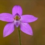 Caladenia minorata Flower