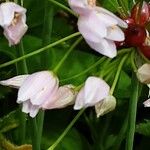 Allium roseum Flower