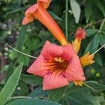 Campsis radicansÕis