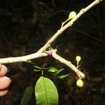 Cestrum microcalyx Ffrwyth