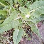 Salvia sclarea Leaf