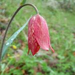 Fritillaria gentneri Blomma