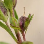 Veronica fruticulosa Froito