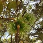 Eucalyptus lehmannii Žiedas