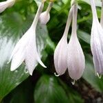 Hosta plantagineaFloare