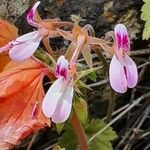 Pelargonium glechomoides फूल