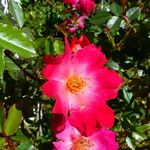Rosa pendulina Flower