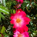 Rosa pendulina Kukka