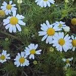 Anthemis arvensis Cvet