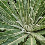 Verbascum speciosum Leaf