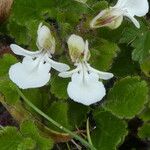 Teucrium pyrenaicum Flower