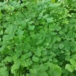 Adiantum raddianum Habit