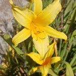 Hemerocallis minor Flors