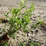 Lepidium virginicum Habit