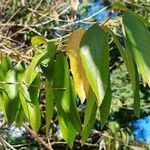 Citharexylum myrianthum Blatt