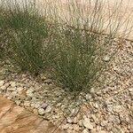 Leptadenia pyrotechnica Hoja