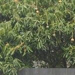 Mangifera indica Blatt