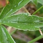 Potentilla aurea Лист