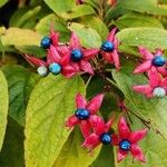 Clerodendrum trichotomum Цветок