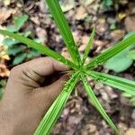 Cyperus laxus Yaprak