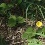 Camonea umbellata Habitat