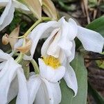 Coelogyne cristata Květ