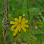 Hieracium prenanthoides Kukka