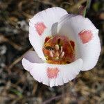 Calochortus venustus ᱵᱟᱦᱟ