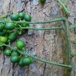 Clavija costaricana Fruit