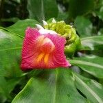 Costus guanaiensis Квітка