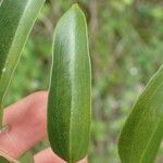 Smilax laurifolia 葉