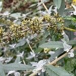 Buddleja globosaFruct