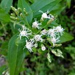 Chromolaena odorata Flor