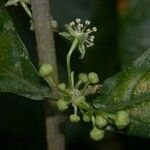 Adelia triloba Bark