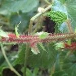 Rubus tricolor خشب