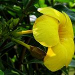 Allamanda cathartica Flor