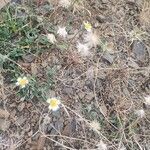 Tridax procumbens Frukto